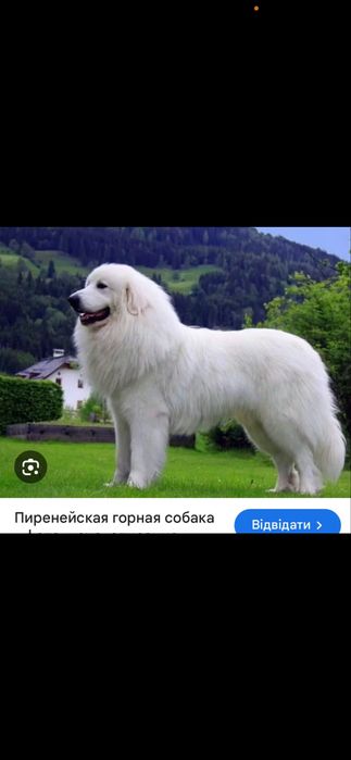 Піринейська горні собачата