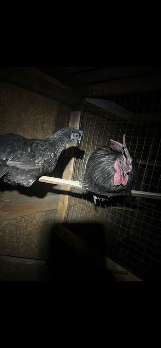 Инкубационное яйцо аям-цемани