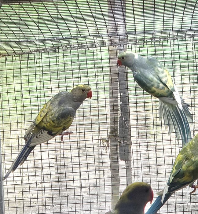 Ring necks de 2024 e 2025 várias mutações