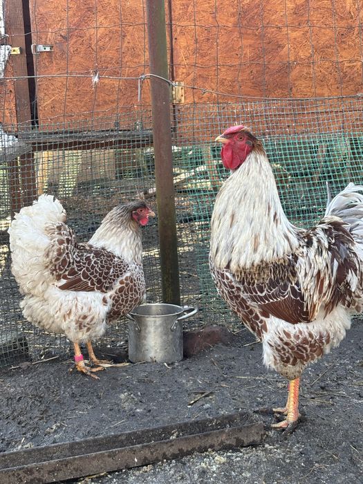 Jaja lęgowe wyandotte wielbłądziej