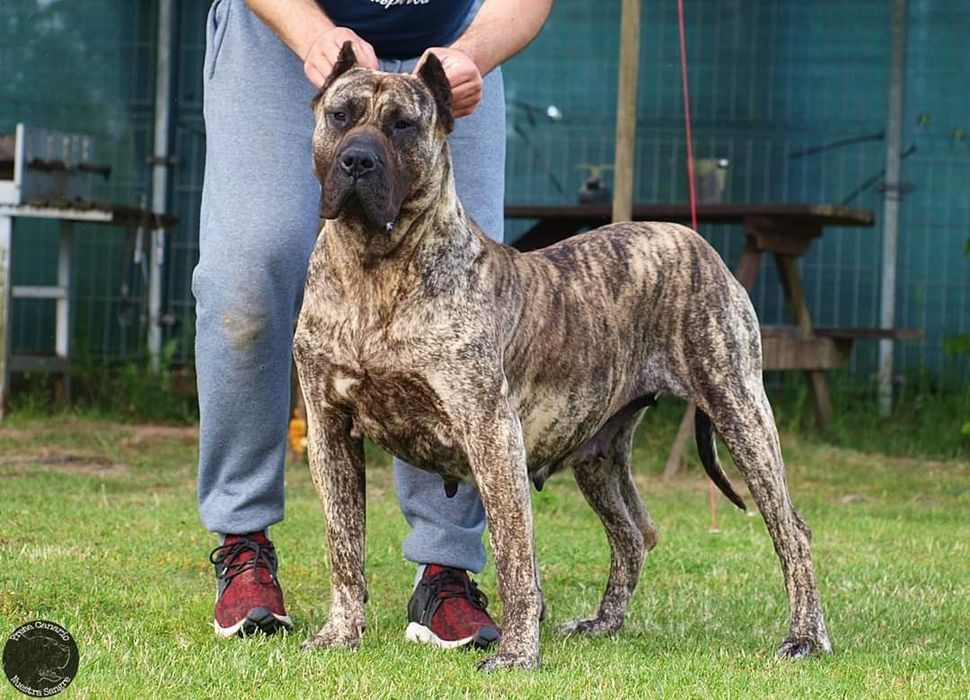 Hodowla Presa Canario! ZKwP/FCI