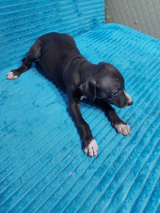 Chart Angielski Whippet piesek