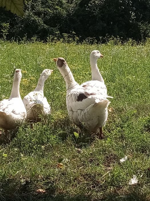 Dwie Gąski 2022 rok