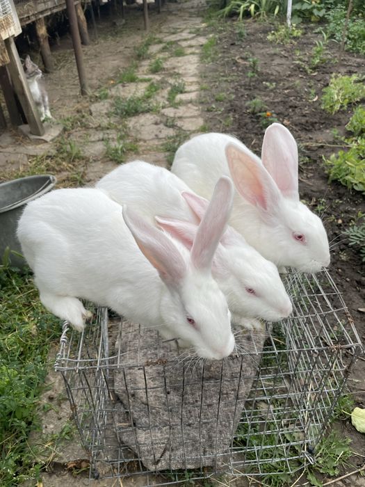 Французький баран