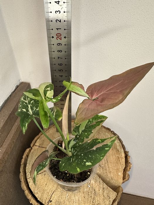 Сингоніум Syngonium Red Spot Tricolor