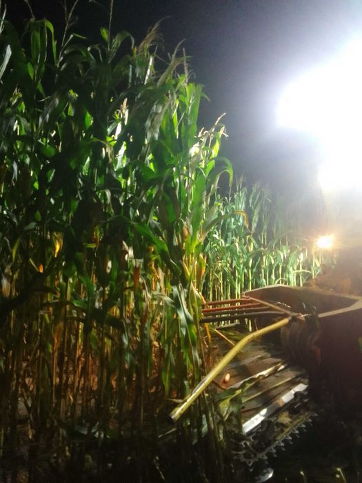 Sieczkarnia New Holland fx 300