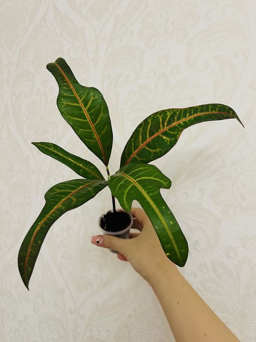 Надлишки колекційних кротонів EXETER (ексетер)