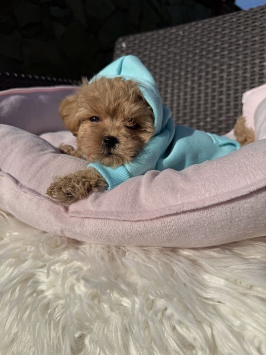 Наймиліші карамельки мальтипу на подарунок