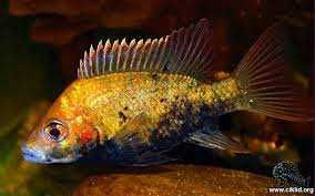 Ptychochromis loisellei NARYBEK 3 CM RARYTAS
