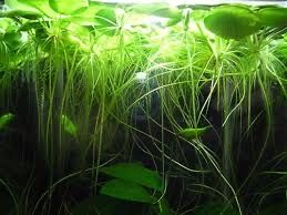 Limnobium laevigatum planta flutuante