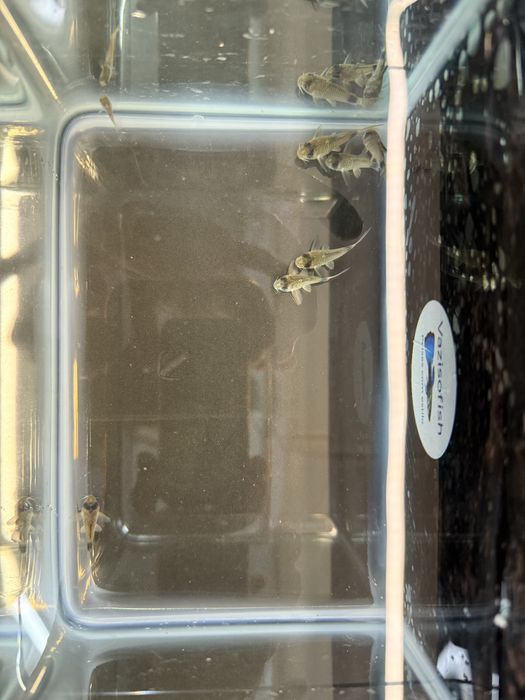 Corydora Panda e outras