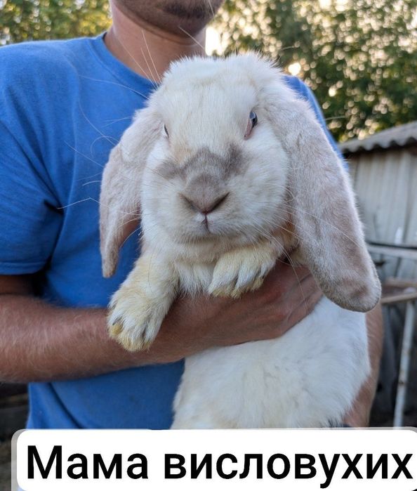 Кролики французький баран