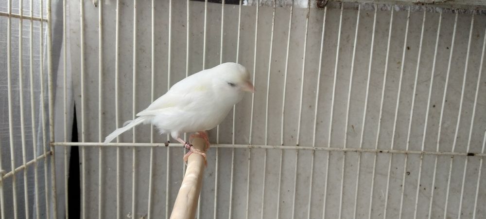 Canárias   Fêmeas