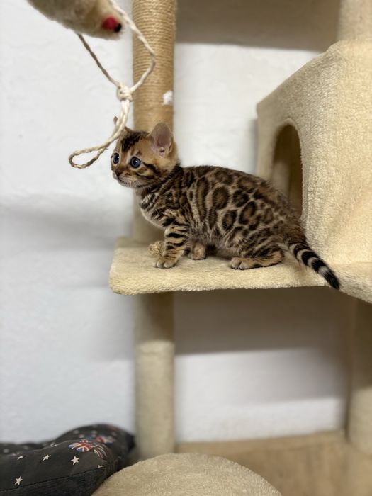 Bengal kitten c/Pedigree e Afixo
