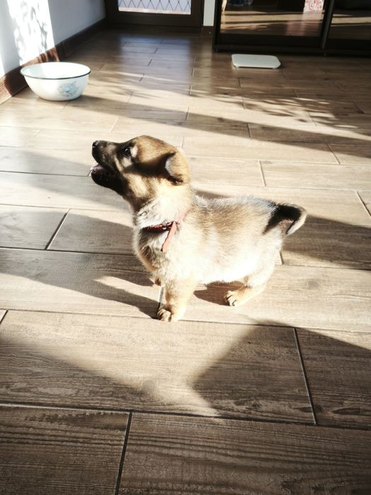 Буся Цуценя дівчинка 1 місяць