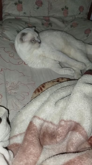 ТЕРМІНОВО котики британець та шотландець