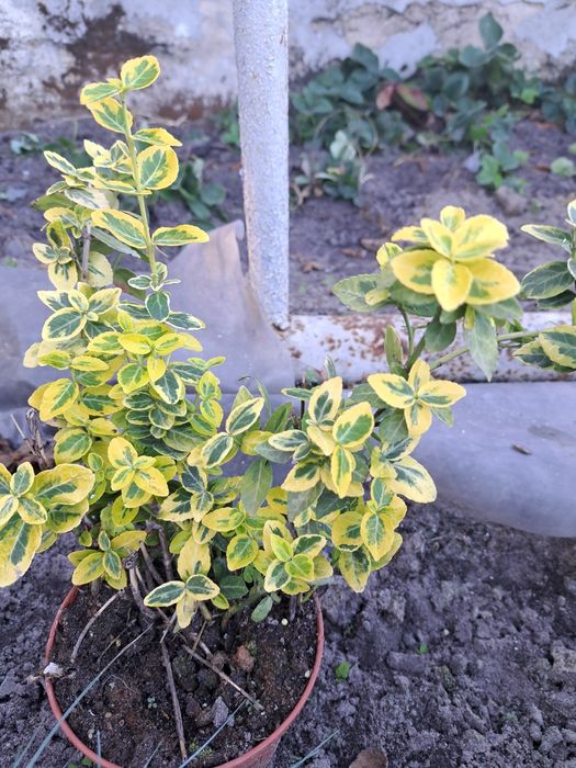 Sprzedam Sadzonki Trzmieliny