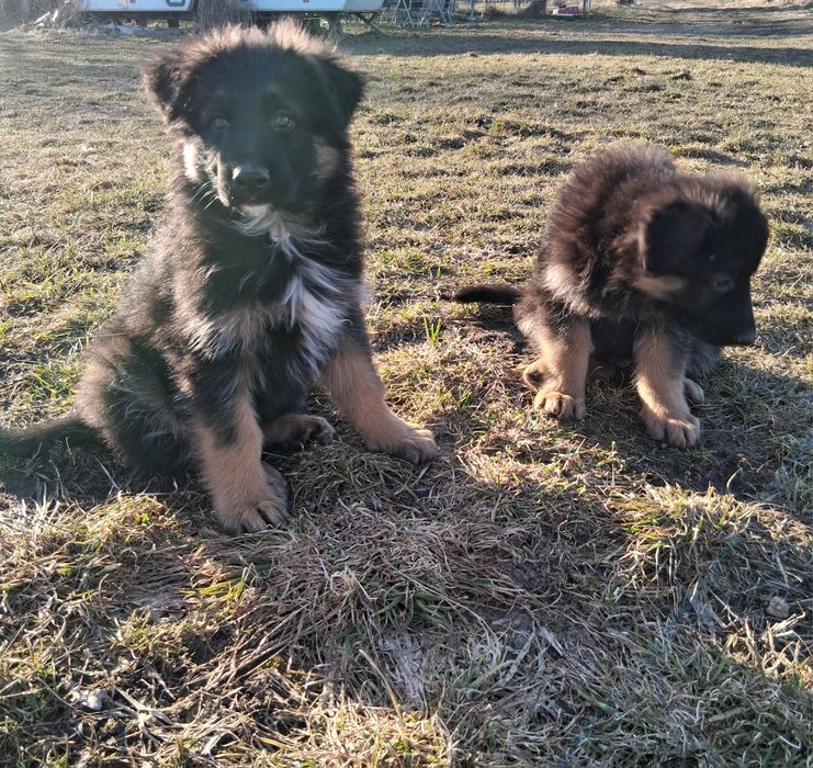 Owczarek niemiecki długowłosy śliczne szczenięta