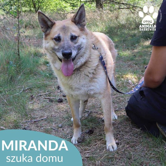 Miranda szuka domu !