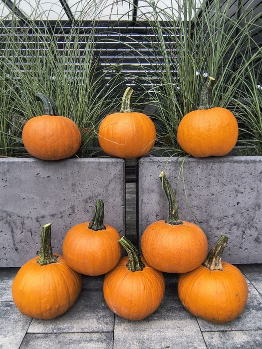 Dynia Halloween duża