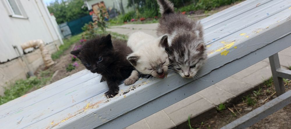 Віддам в добрі руки котенят