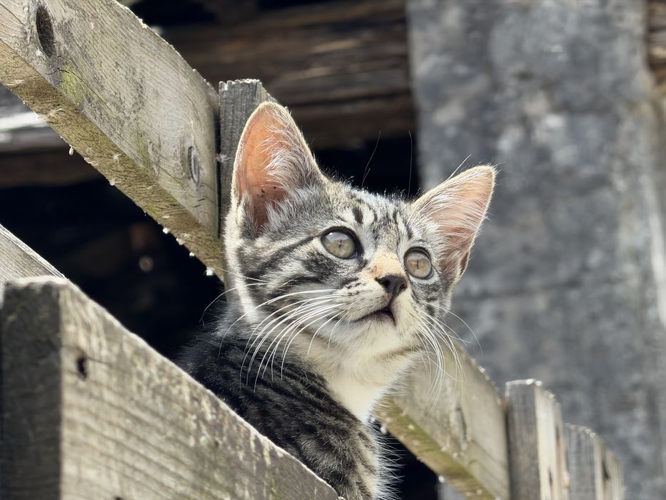 Gatas para adoção