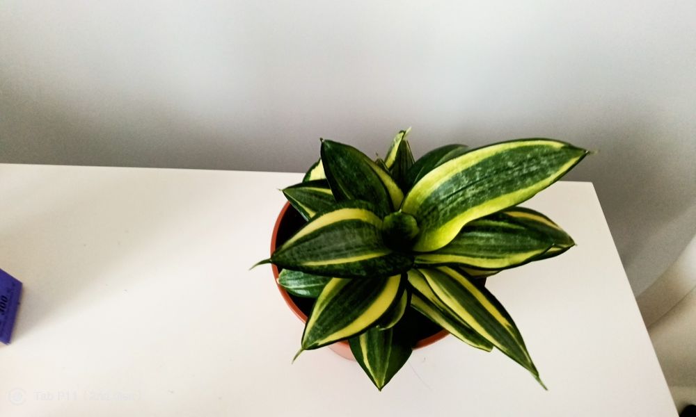 Сансеіверія Хані Фаворит