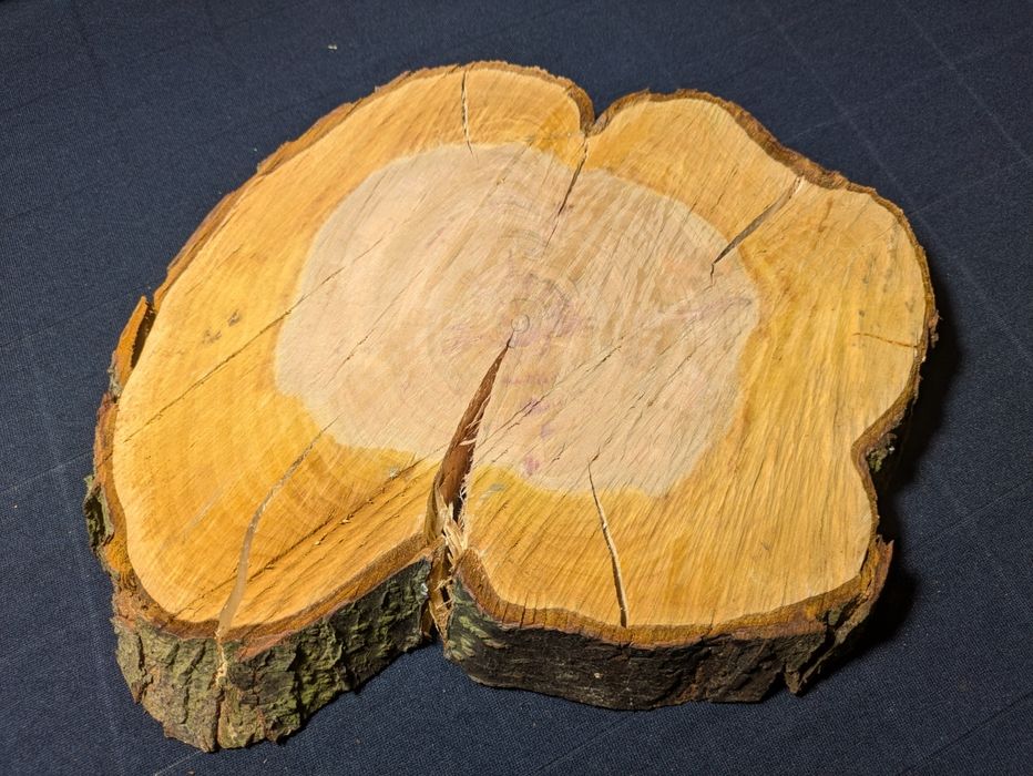 Plaster śliwy 30cm