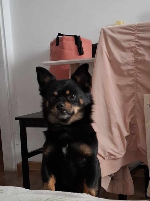 Oddam psa mały mieszaniec ratlerek z pekinczykiem