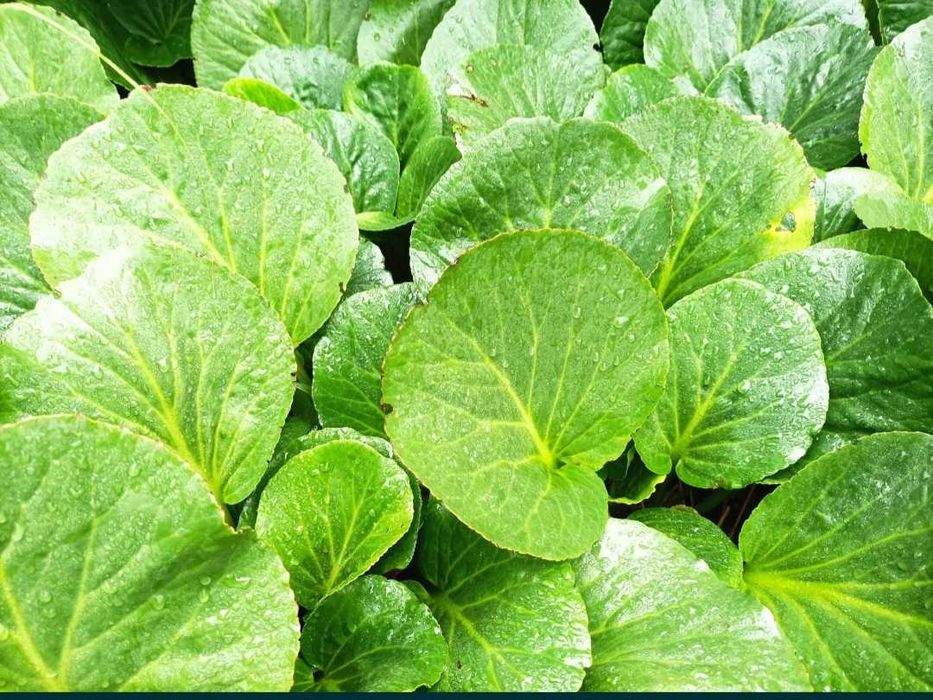 Bergenia ogrodowa 10 szt