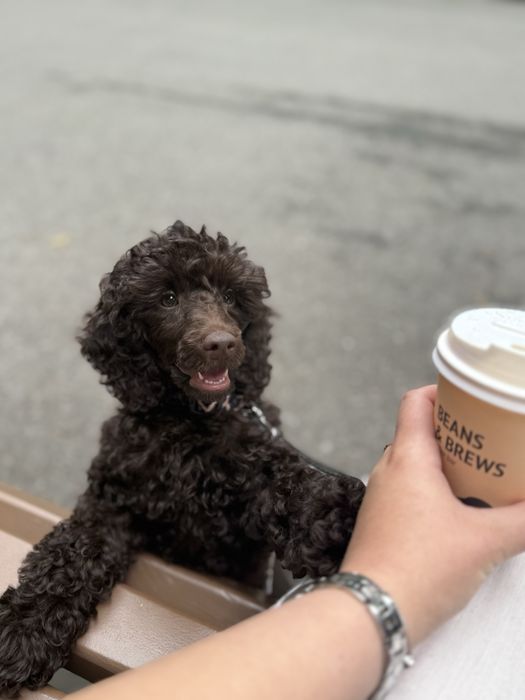 Вязка пудель шоколадний/коричневий