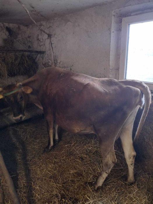 Do sprzedania krowa rasy Jersey