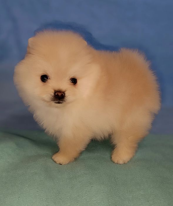 Цуценята померанський шпіц