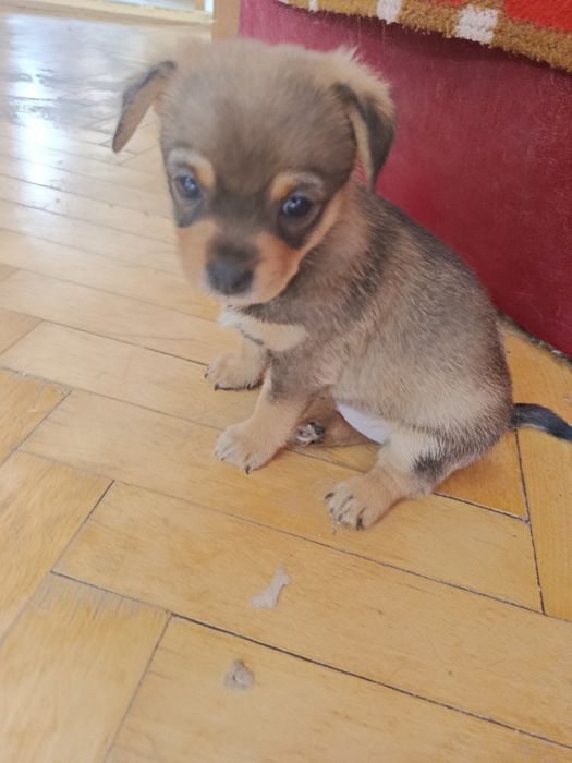 Oddam za darmo psiaki
