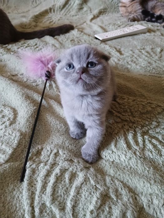 Шотландські кошенята