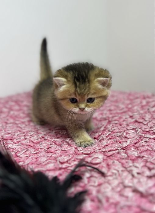 Kocurek brytyjski złota szynszyla czarny cieniowany