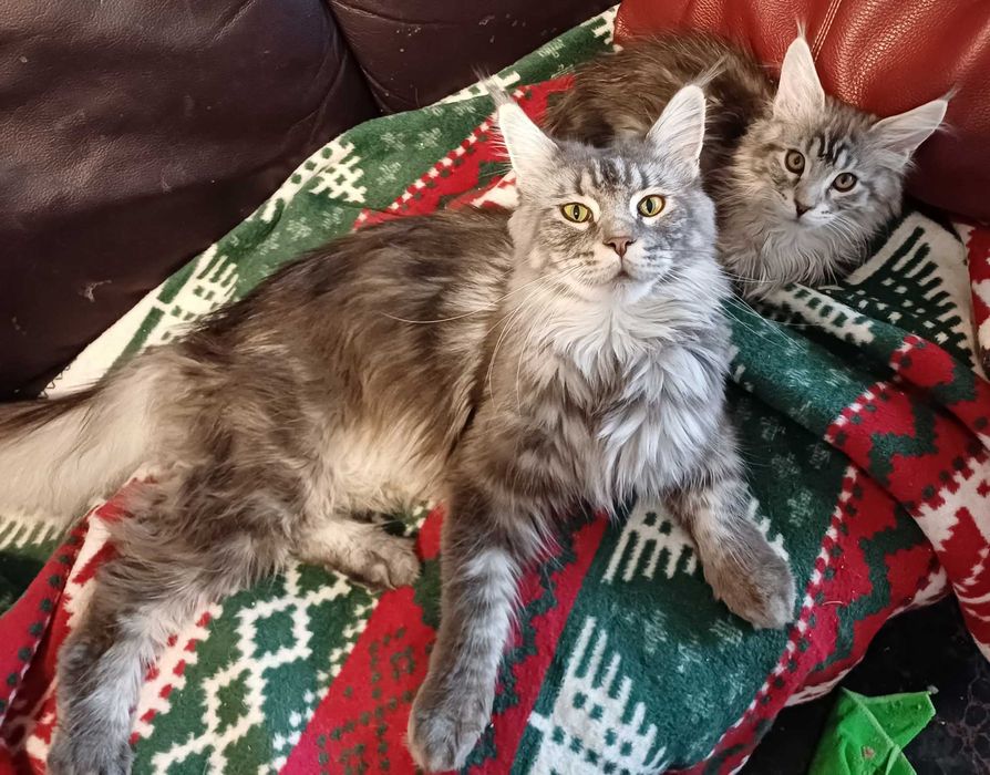 Kotka Maine Conn do kupienia