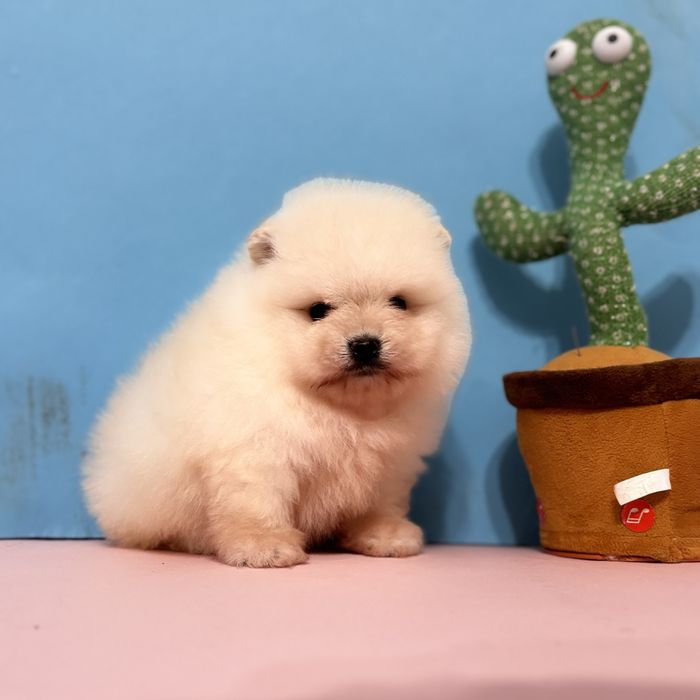 хлопчик шоу классу тип ведмедика