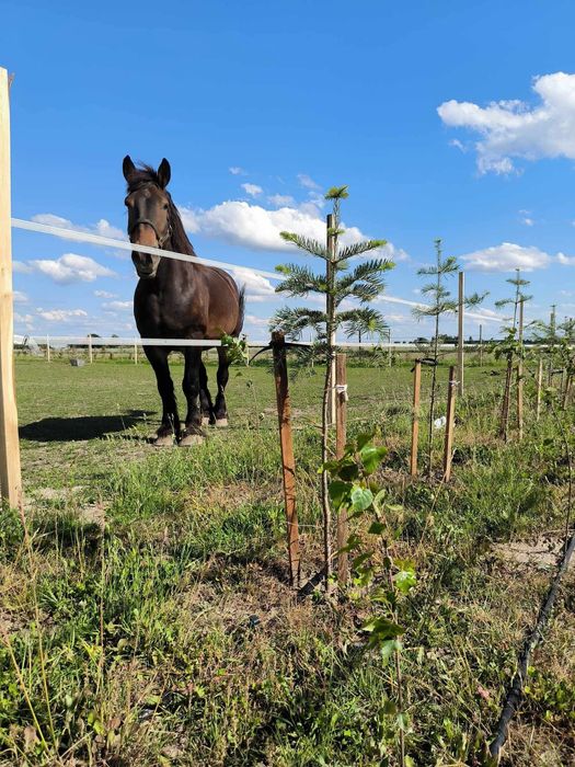 WOLNY BOKS! Pensjonat dla koni