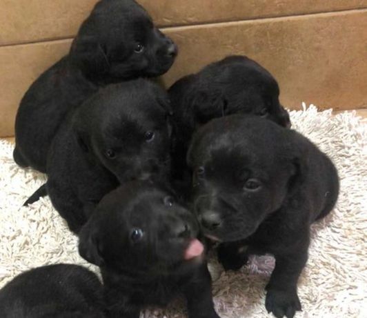 Продам щінків лабрадорів