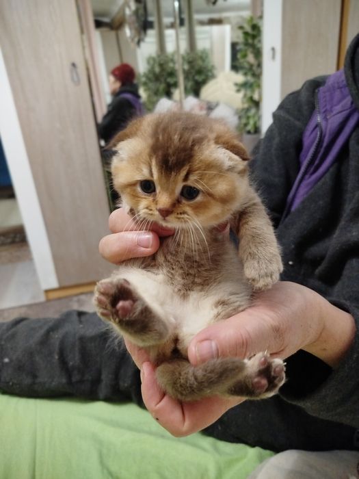 Очаровательнай вислоухий малыш золотая шиншилла