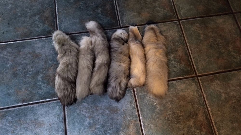 Hubertus Kita ogon z lisa polecam