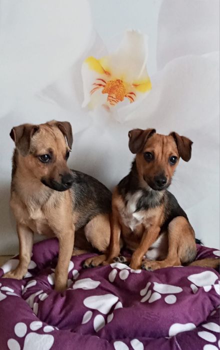 Malutkie pieski szukają domków