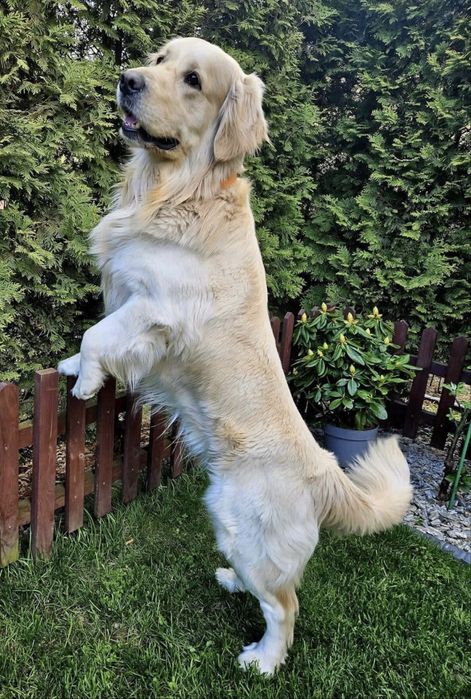 Golden Retriever szczeniak # Genetyka/Dysplazja