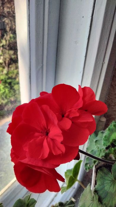 Пеларгония королевская