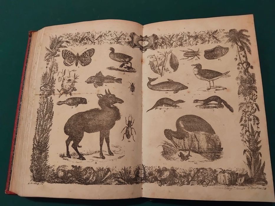 Livro Muséo Pittoresco