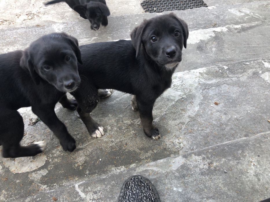 Відам в добрі руки, красивих дівчаток