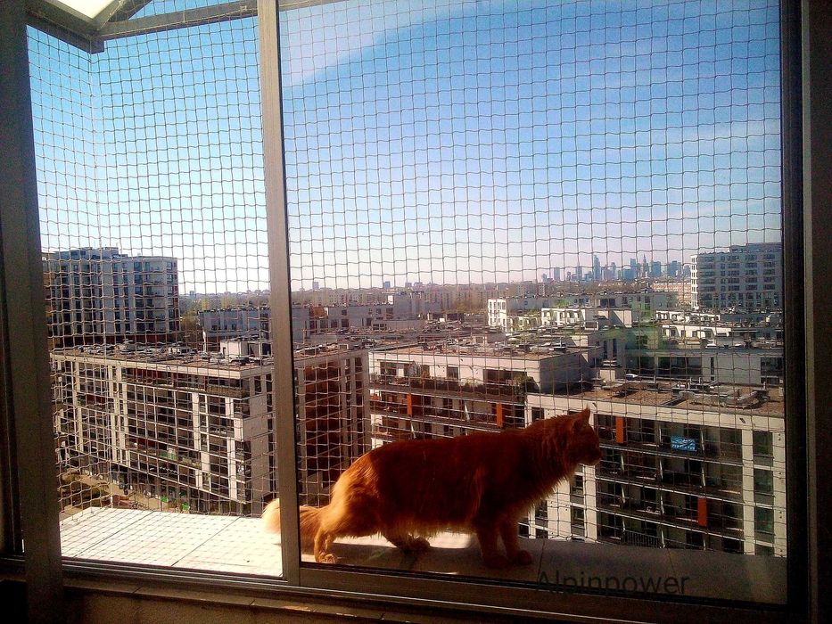 Siatka Dla Kota Na Balkon Okno Taras Montaż Przeciw Ptakóm Na Gołębie
