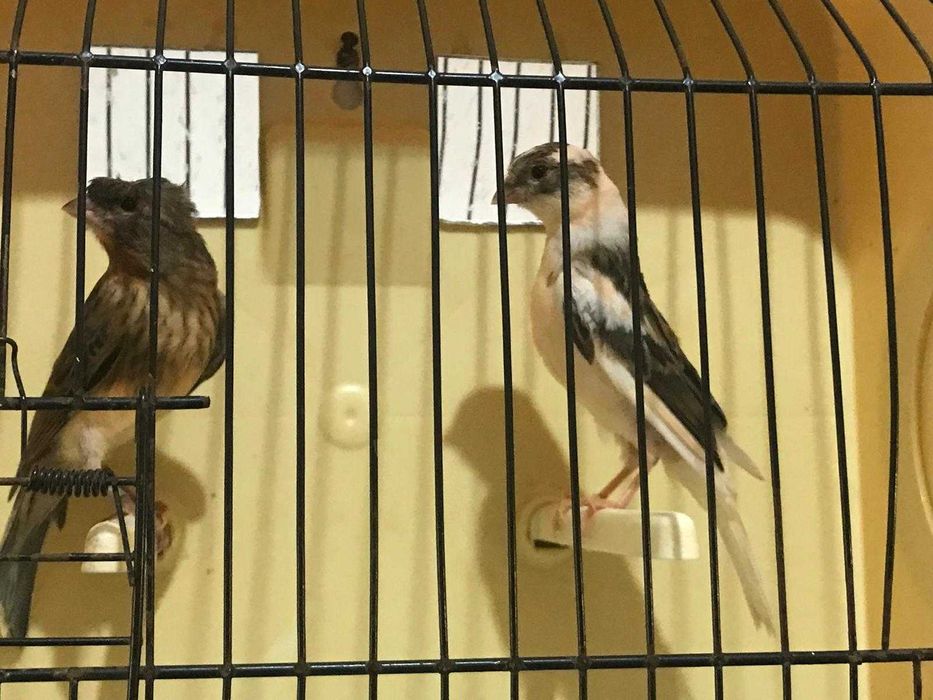 canário arlequim português