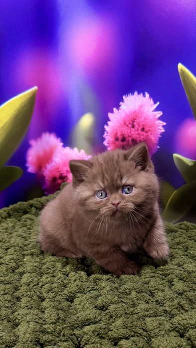 Котик мальчик британський цинамон